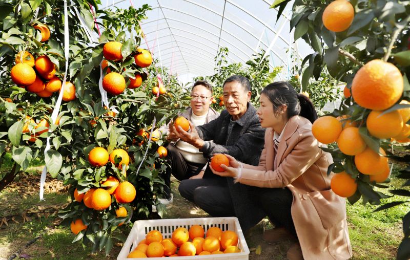 柑橘迎来丰收季   党员干部来助力